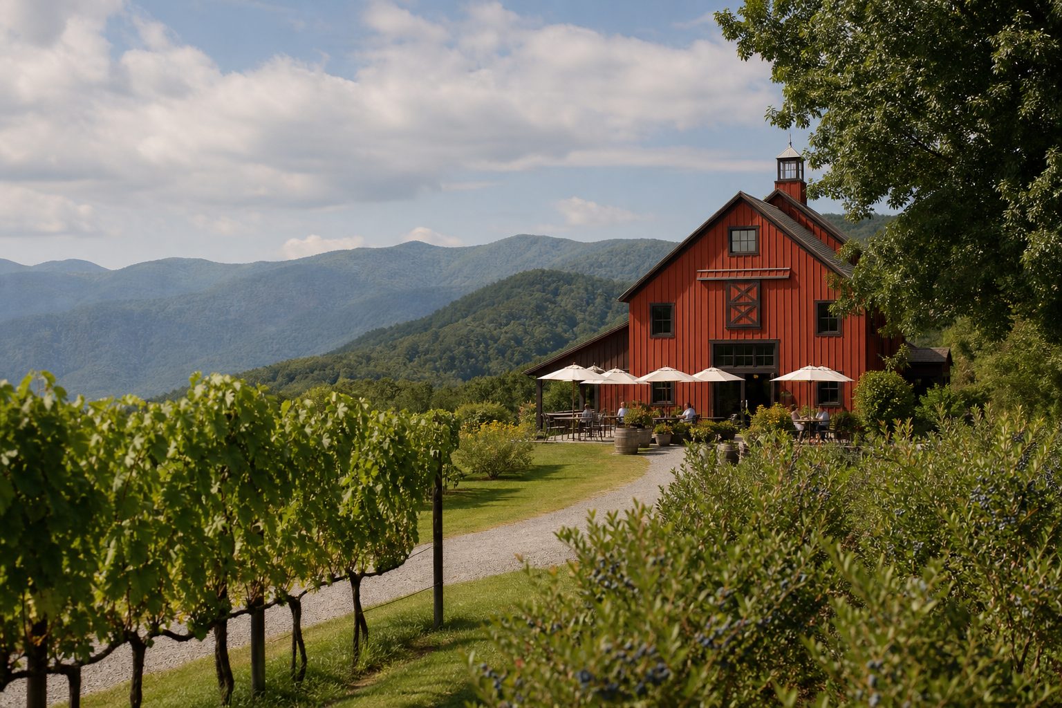 Fraser fir Christmas tree farm in the NC High Country mountains